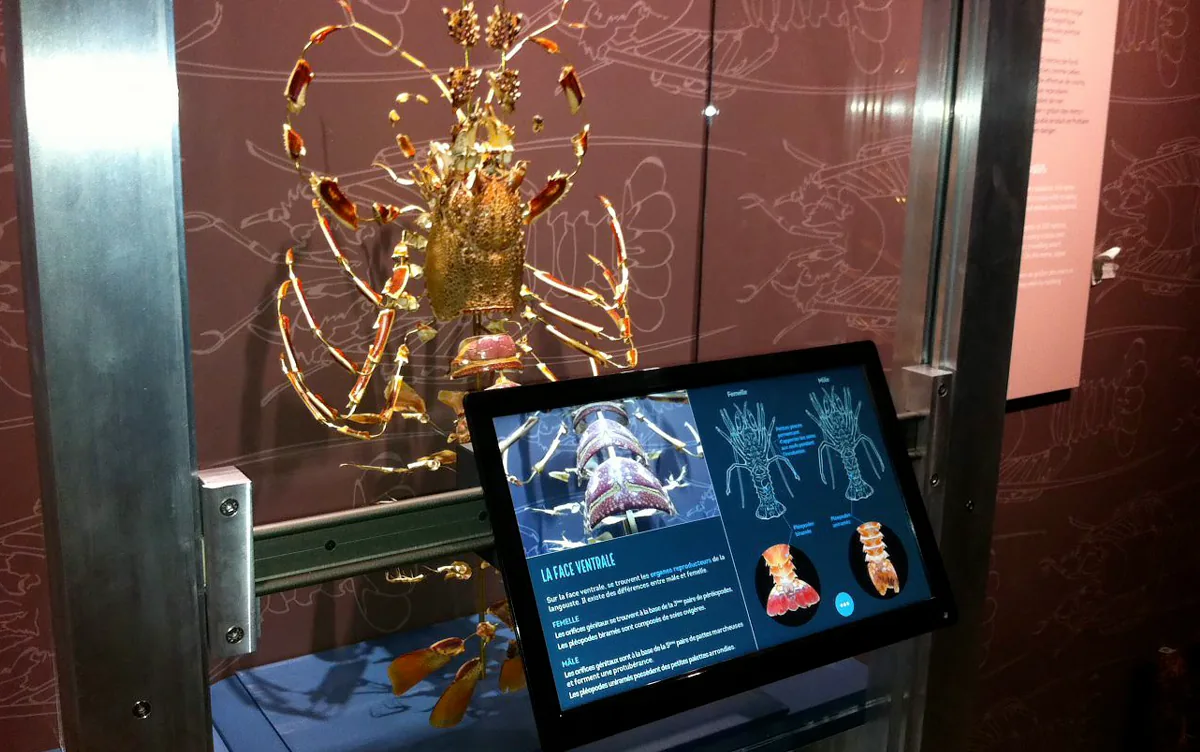 Langouste augmentée