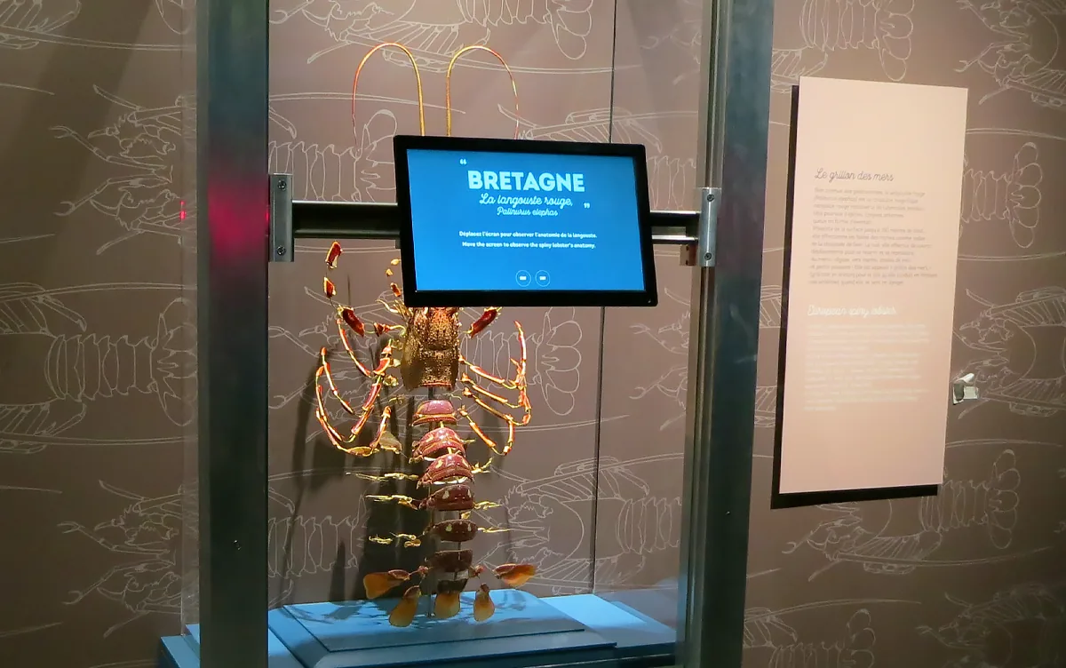 Langouste augmentée, photo 1
