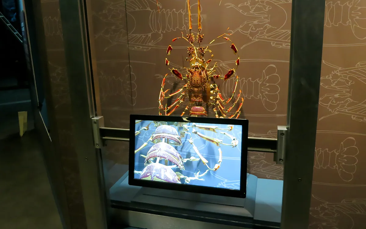 Langouste augmentée, photo 2